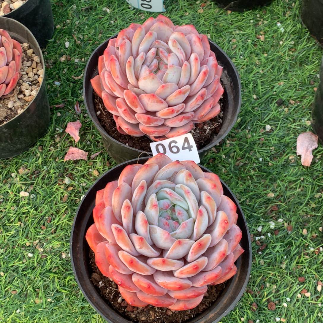 2颗橙梦露多肉，064