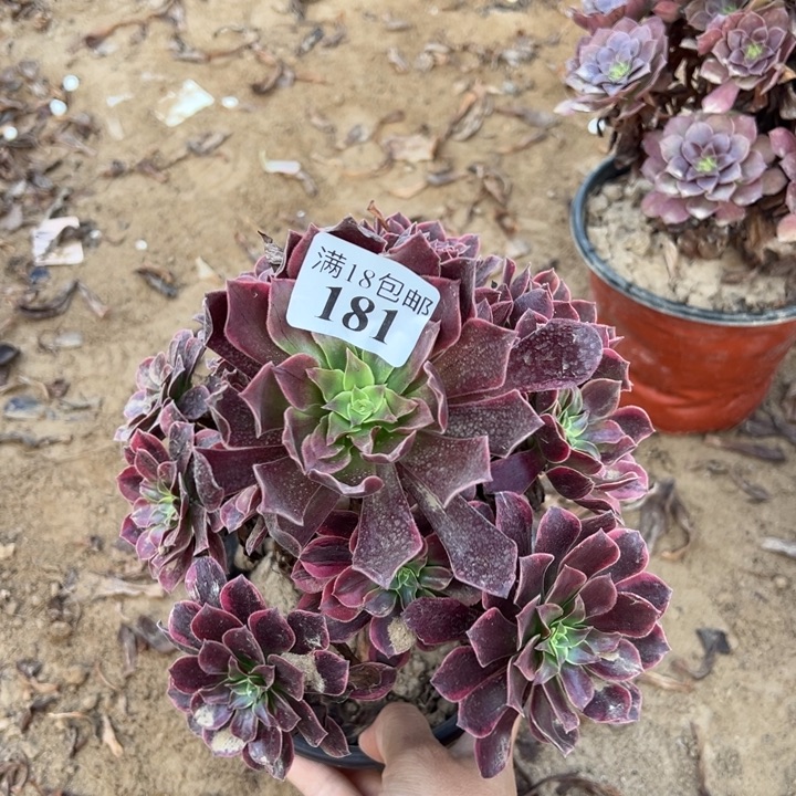 181金丝雀手捧1号棚