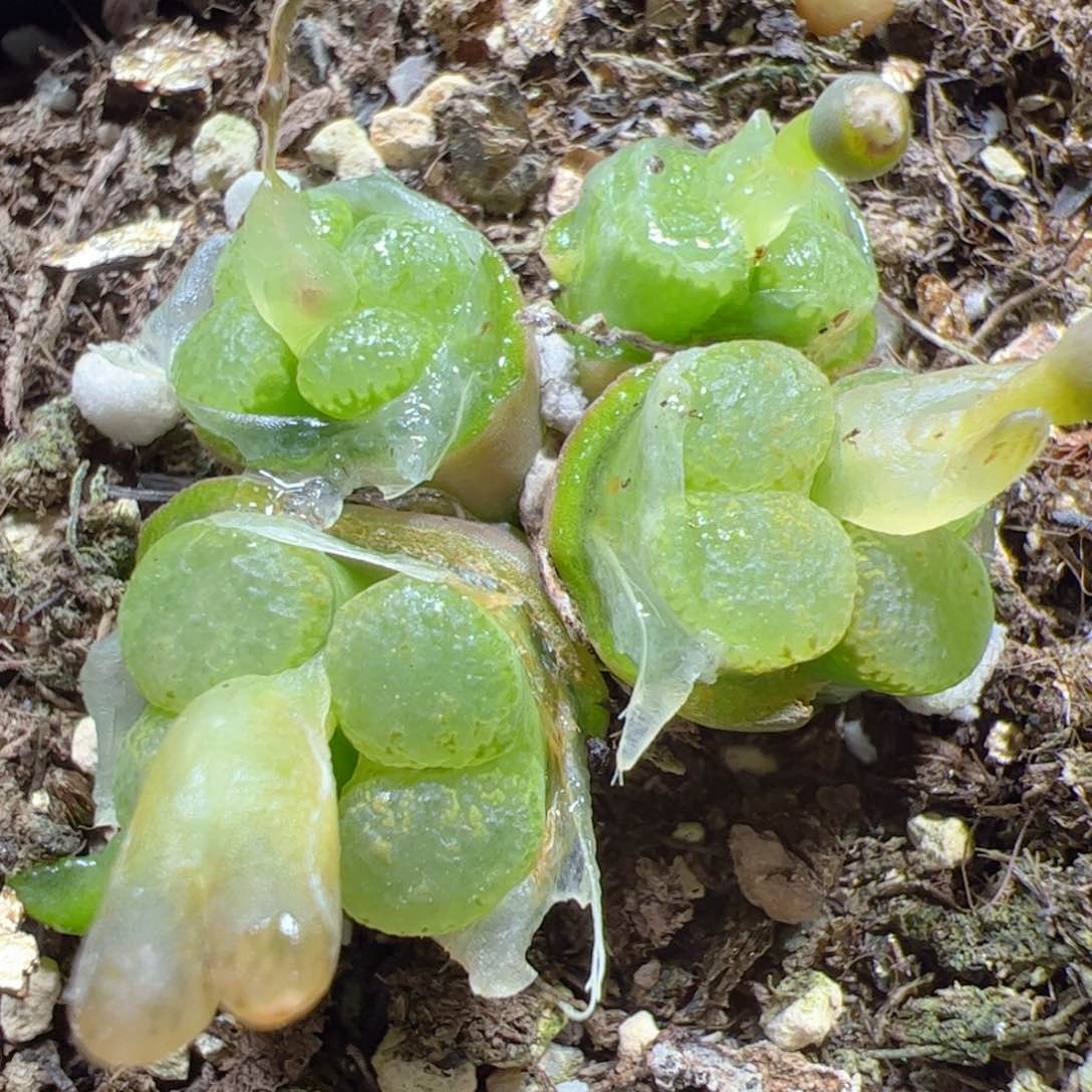 【闪购商品】107泡泡勋章