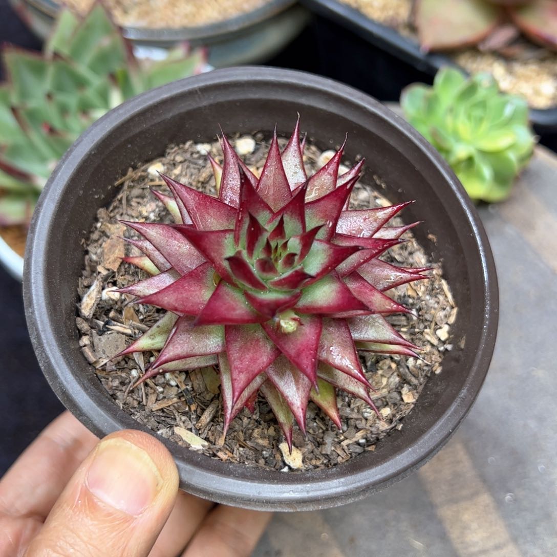 长睫毛叠叶，多肉植物