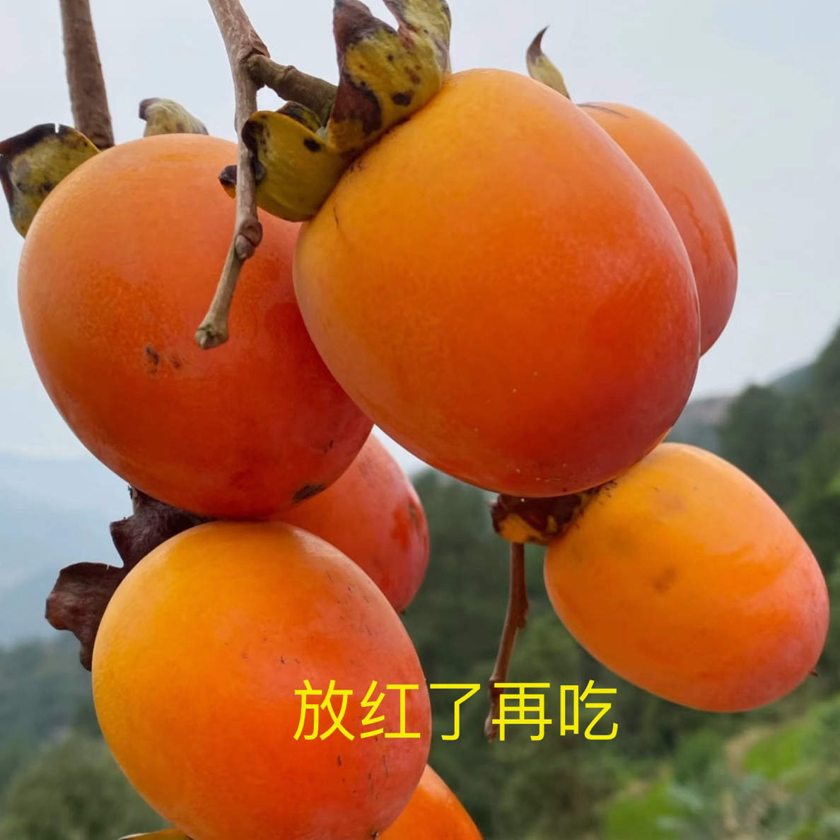柿子新鲜采摘生果发货/软糯香甜 冰激凌质地无籽（密封保存5-7天熟