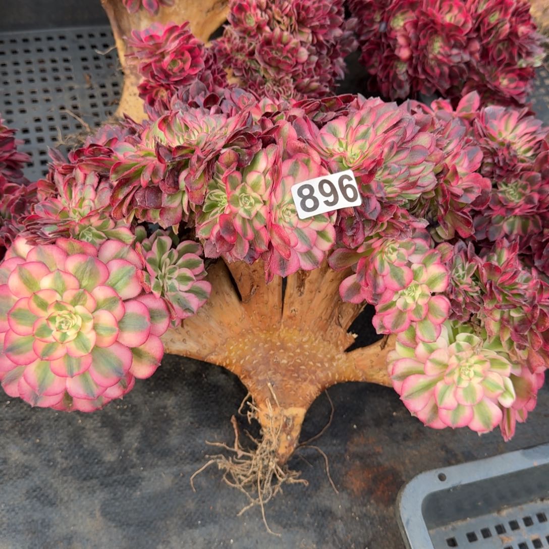 896多肉植物倾城缀有干伤特价