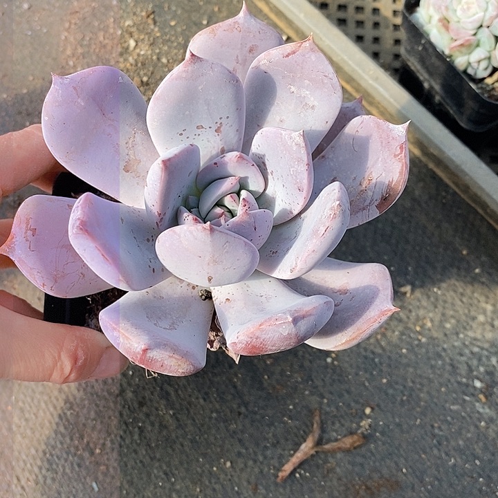 依*1279多肉植物老桩