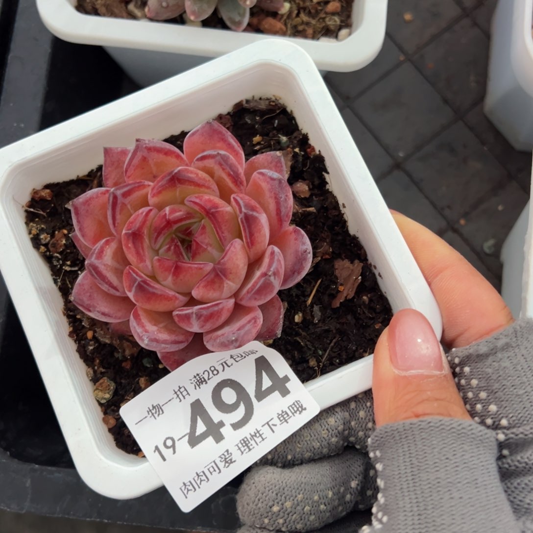 帝*黑武士多肉多肉多肉多肉