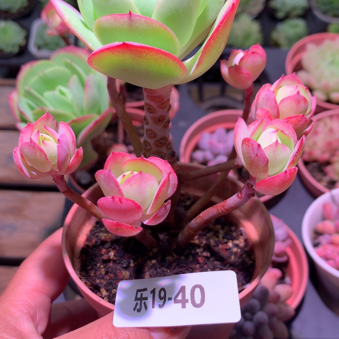 乐然19-40 桃花石 