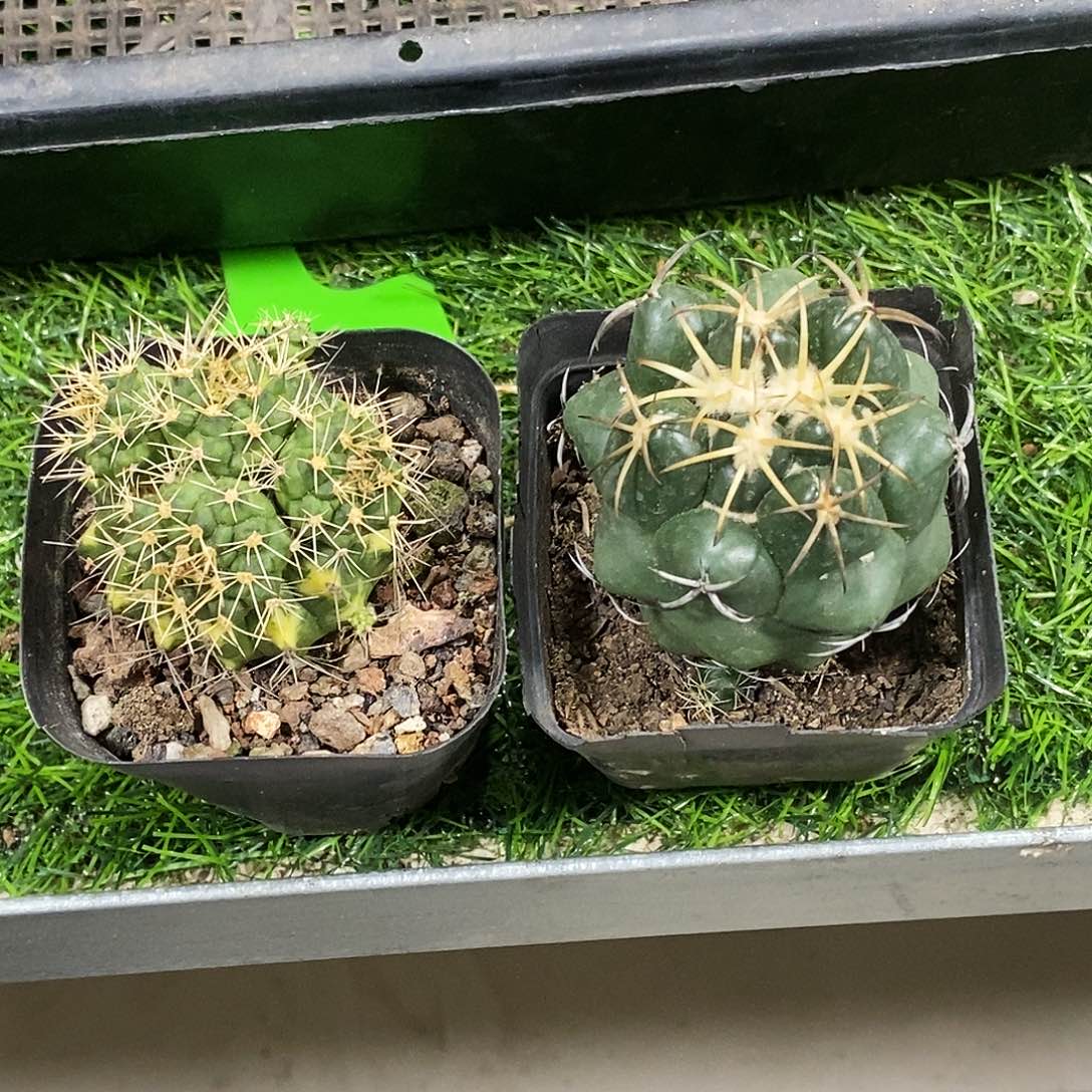 实生根仙人球安仔象牙