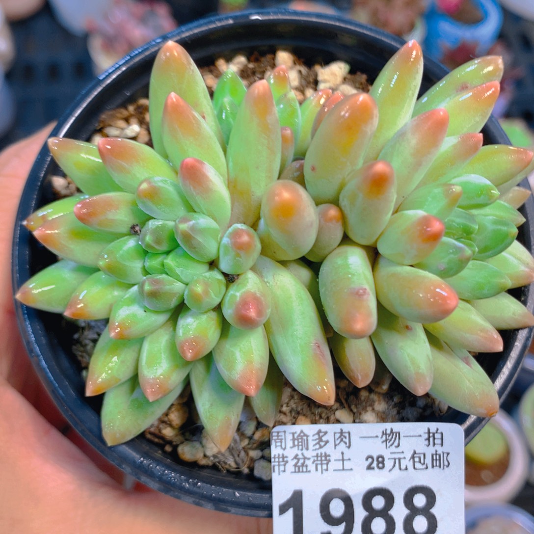 精控多肉植物1988