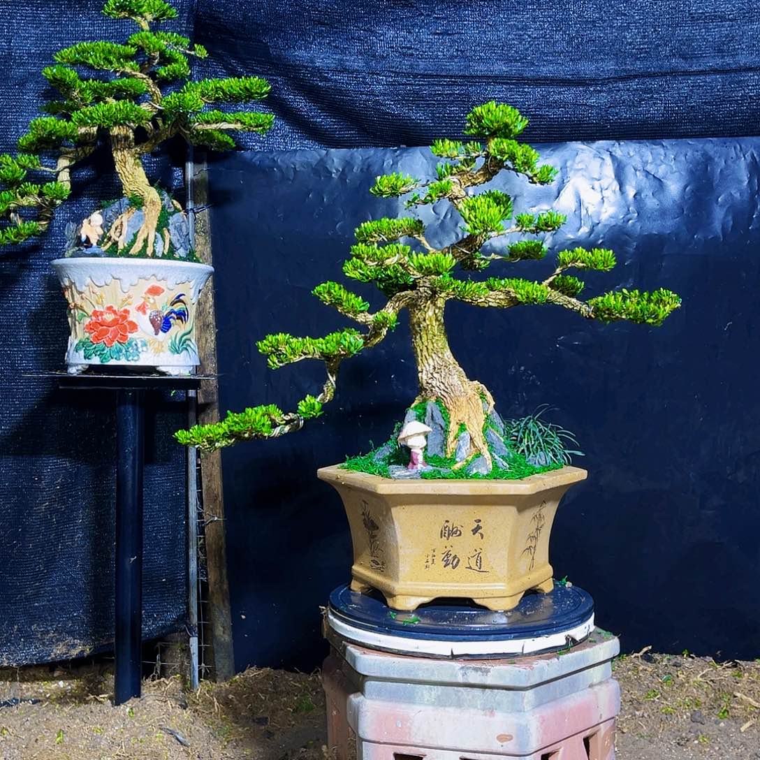 无花朵黄杨黄杨黄杨黄杨