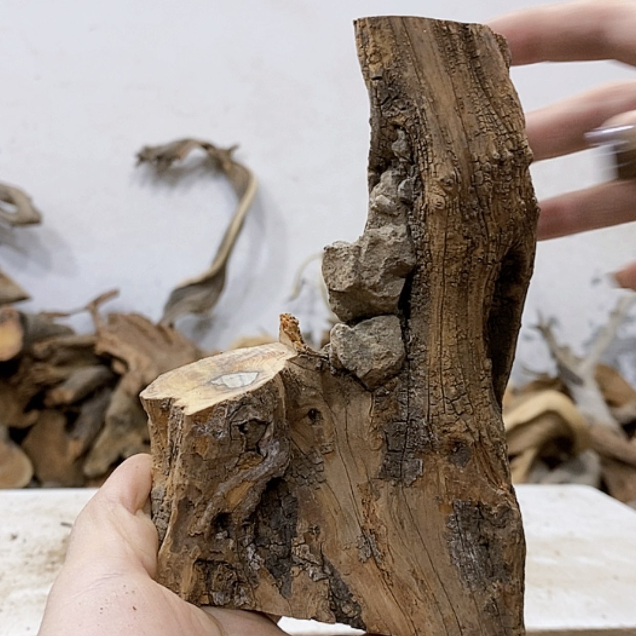 【闪购商品】柏木春*我们都是好孩子