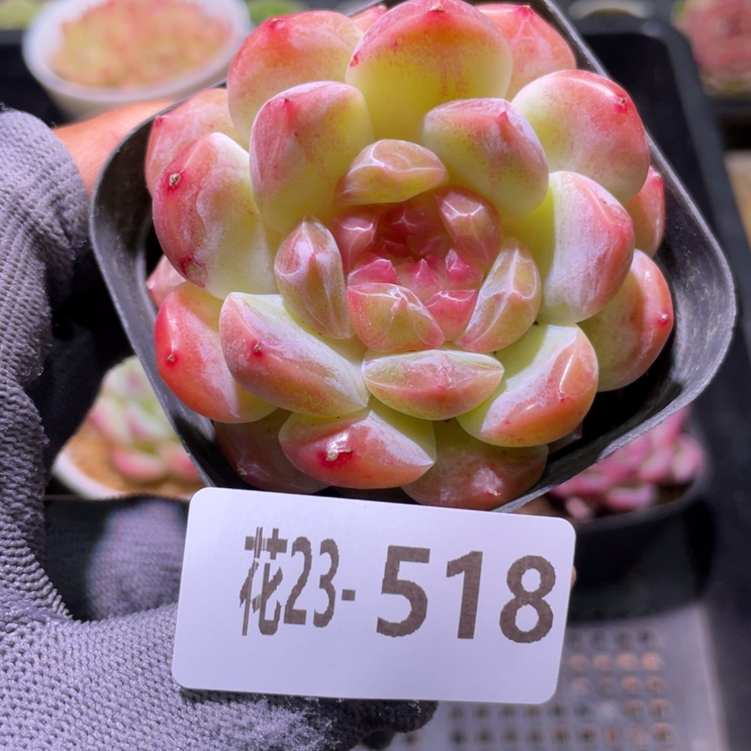 花利美23-518糖心新品