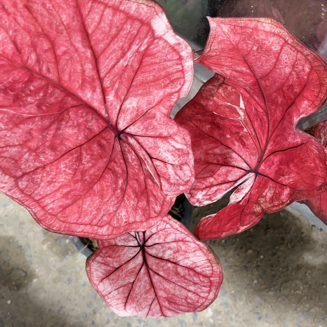 一****钰260-0121彩叶芋泰国发货