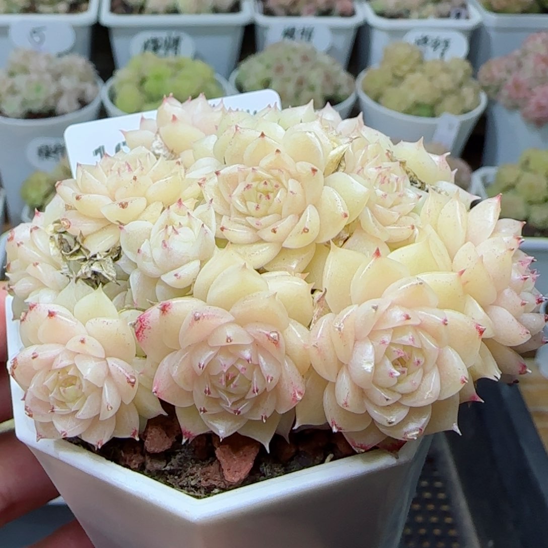 【闪购商品】0306-195（m1-461-1）