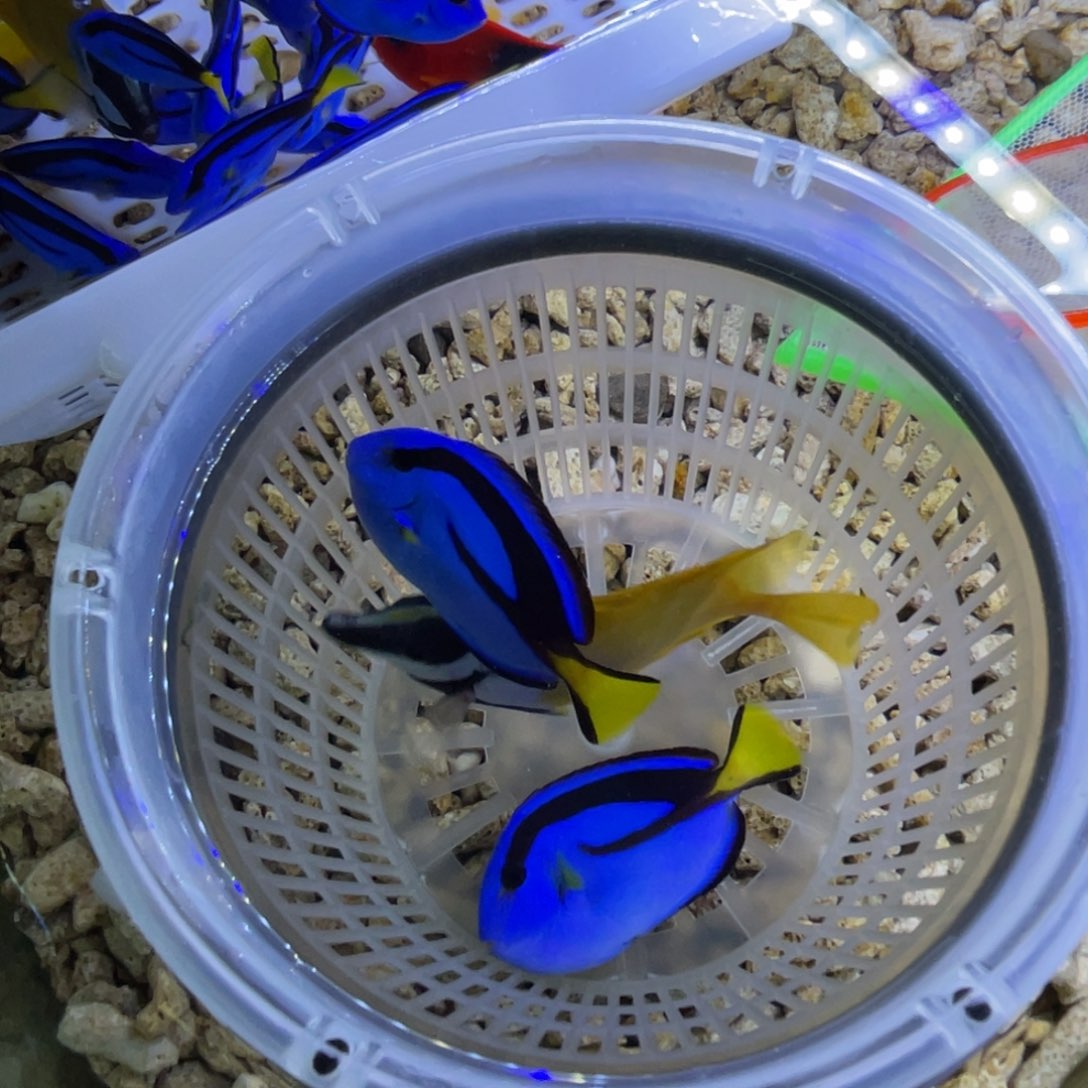 海水鱼黄狐狸一条顺丰包邮