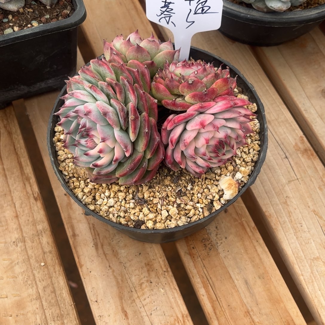 蔡***蔡蔡总的吉娃娃锦一物一拍