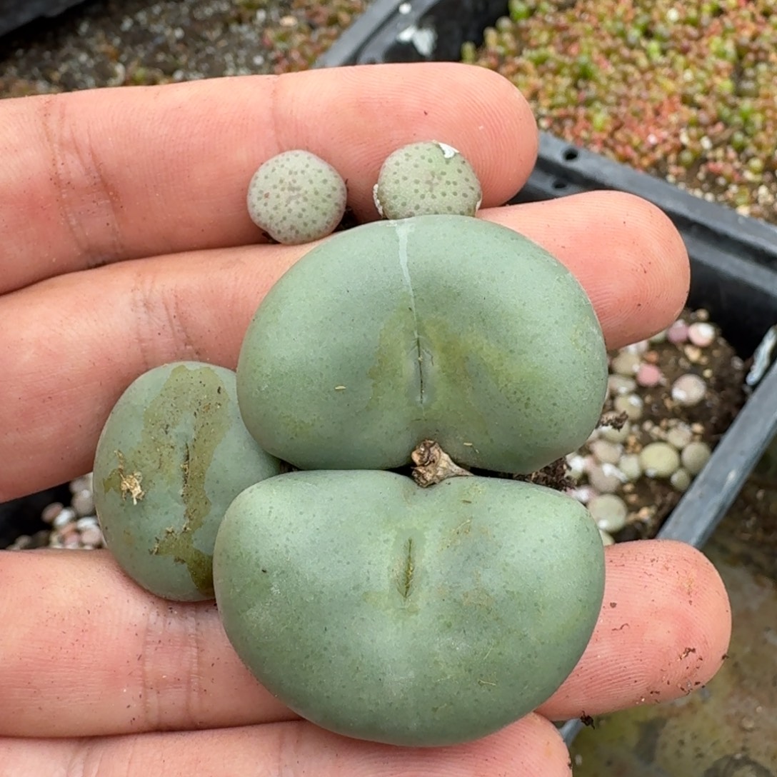 菜***菜A095超饼巨饼多肉