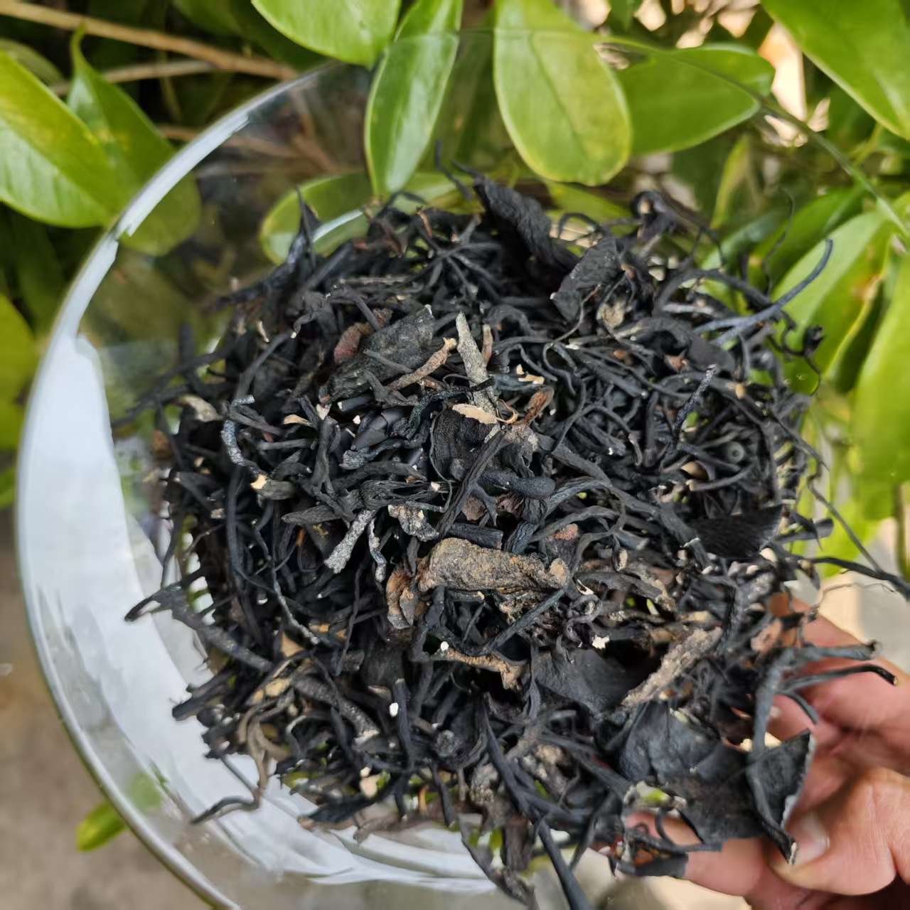 1【乌-灵-参-根】净含量50g-500g【阿虎现收】菌