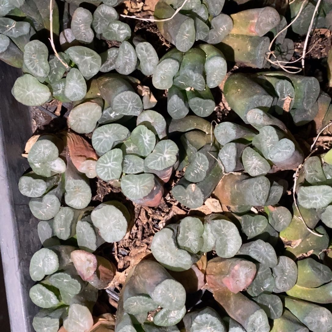 1406 一颗实生大窗万象 挑大的发货