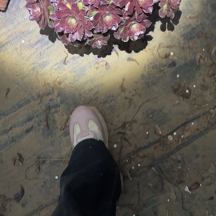 多肉法师植物链接197