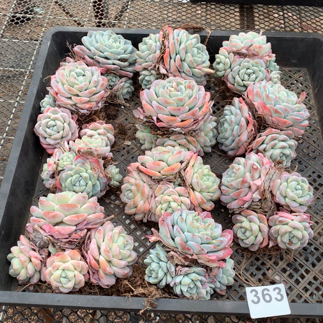 363冰玉多肉植物组合