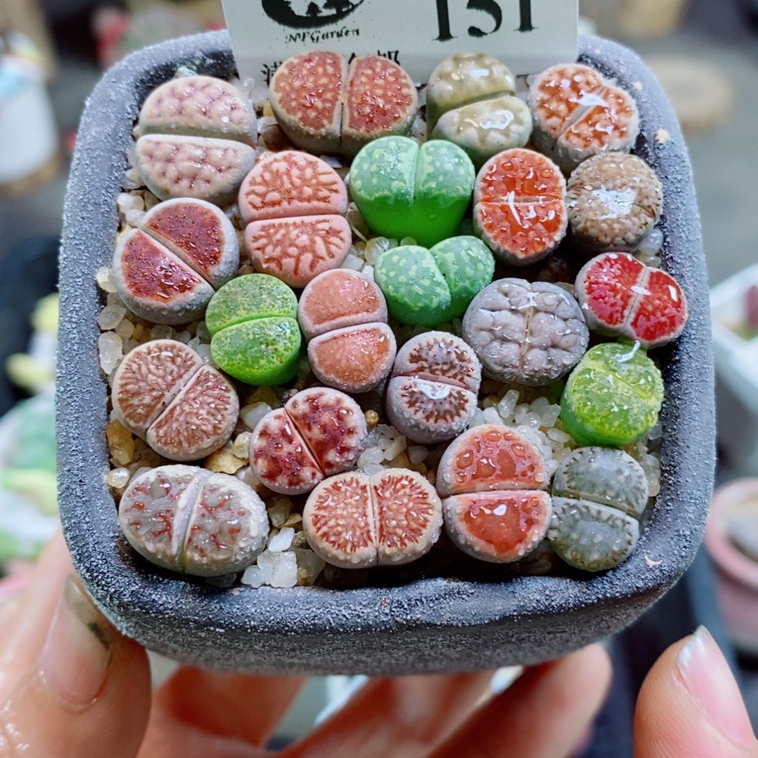 生石花花花花花花花151