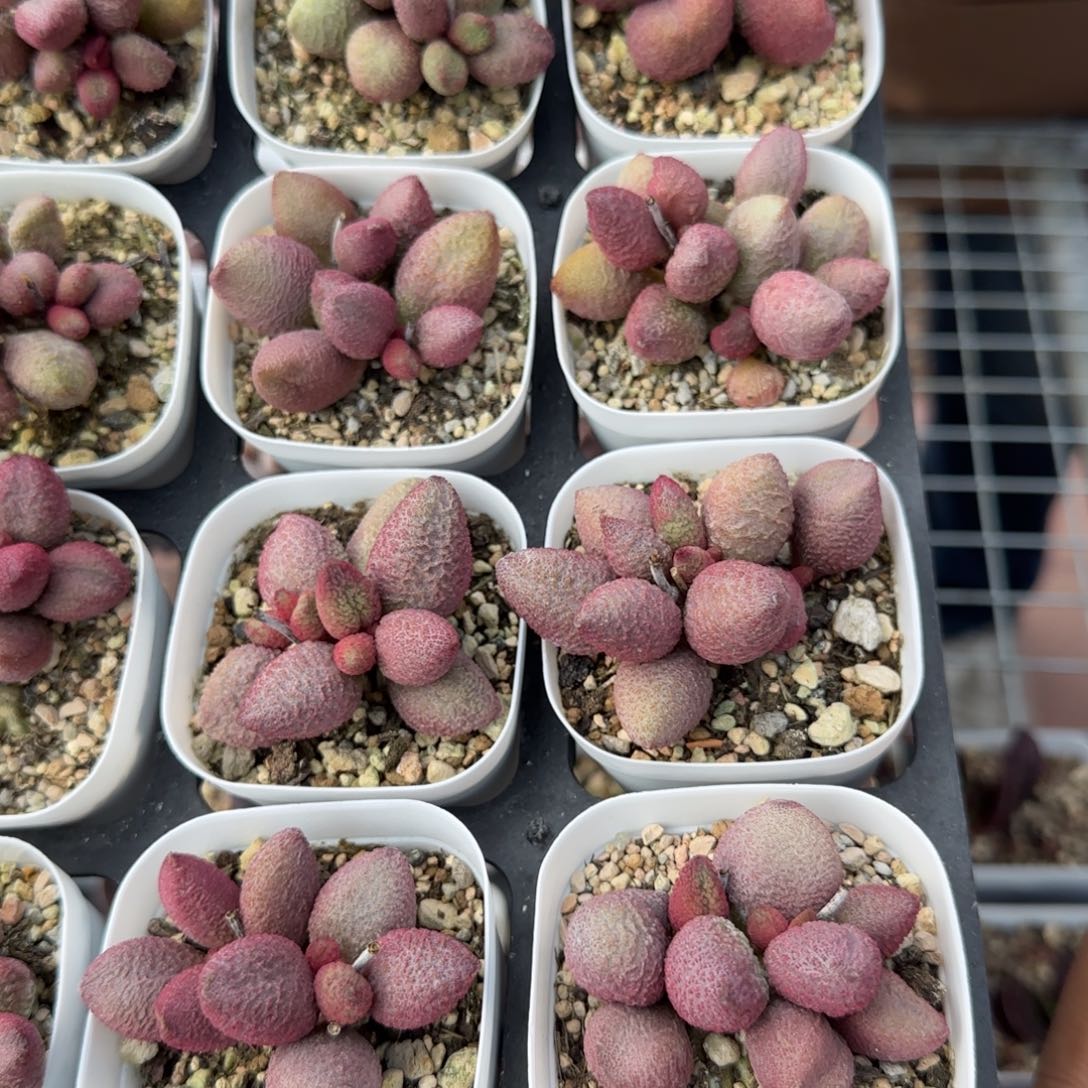 糖果多肉量拍链接