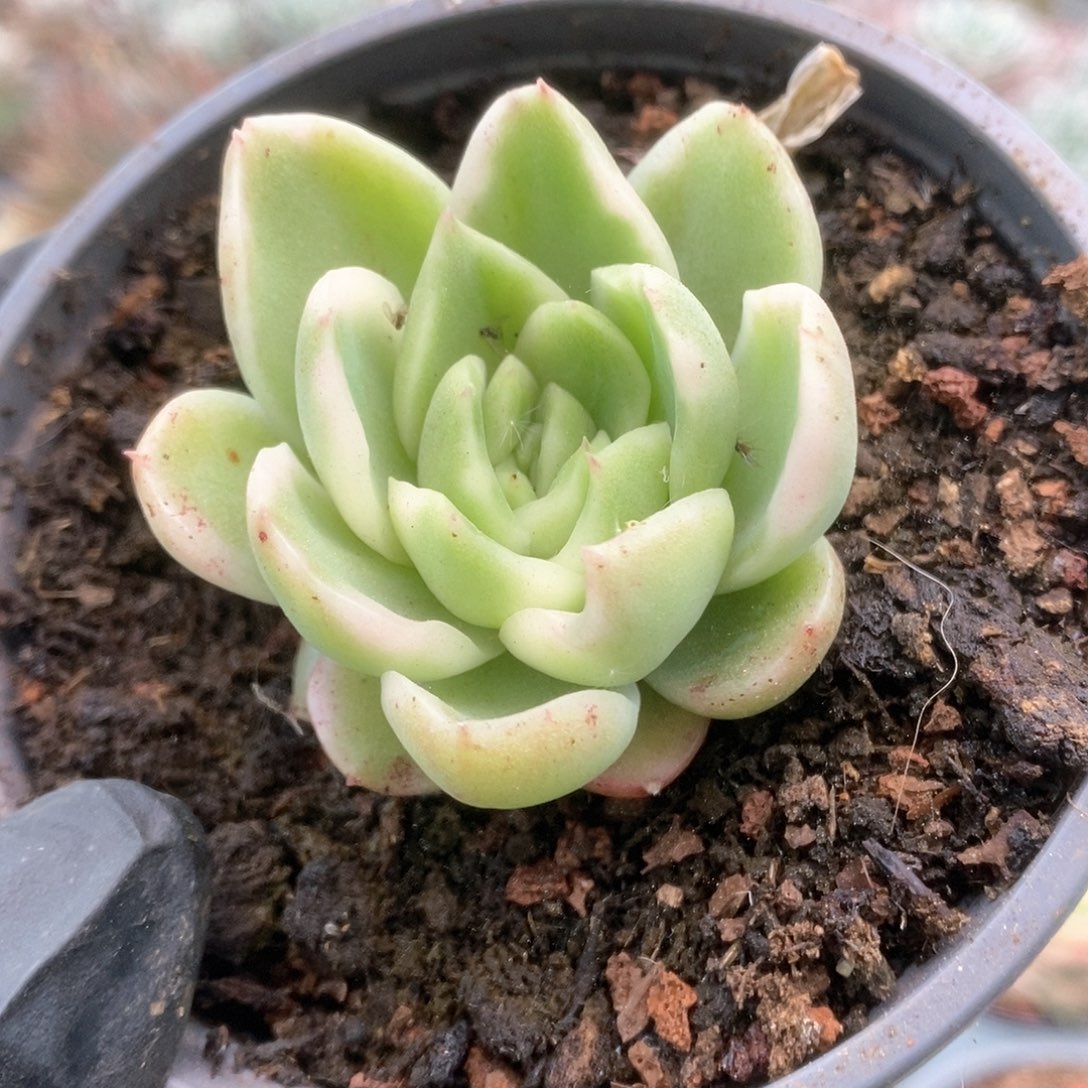 123碧浪锦锦锦锦锦锦