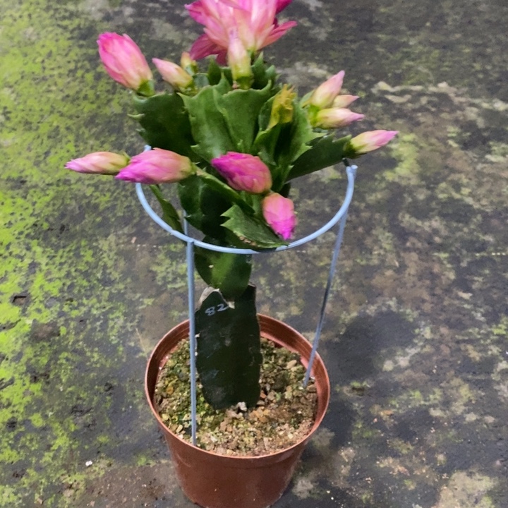 快***乐AN082复色重瓣蟹爪兰