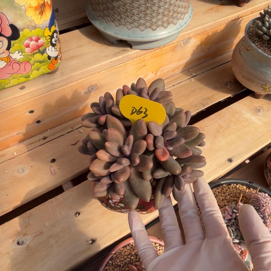 d63糖果美人群生无砍