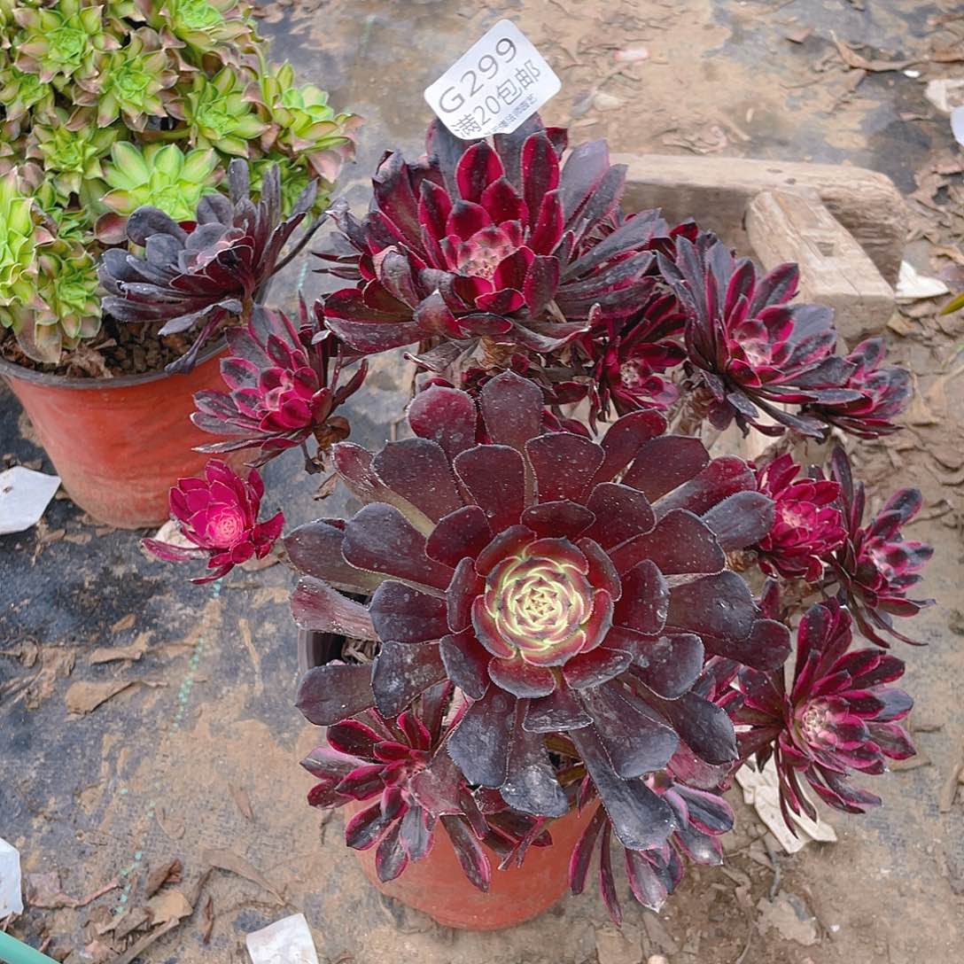 299红金刚多肉有老伤