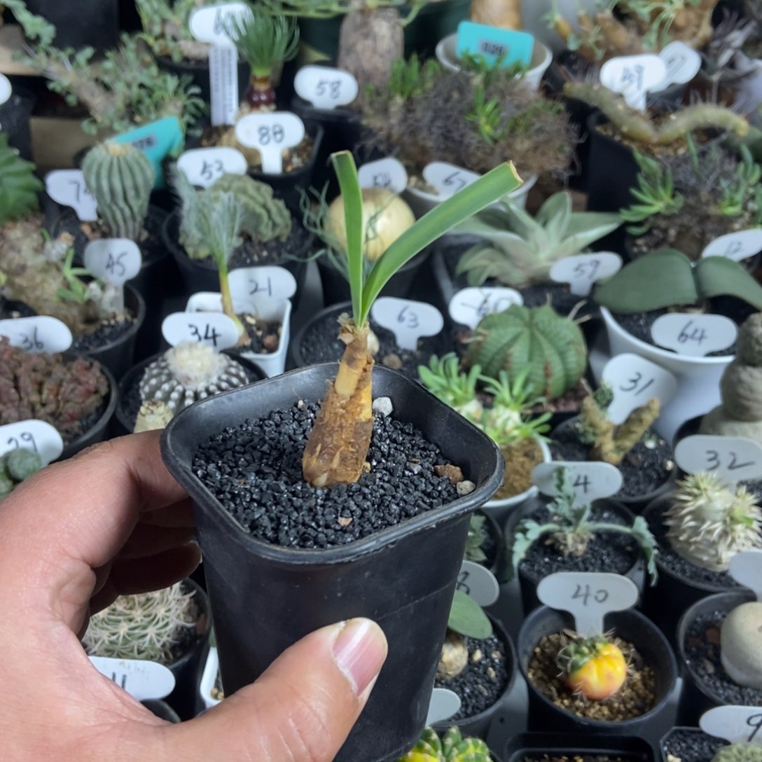 ****盆巨凤之卵一物一拍