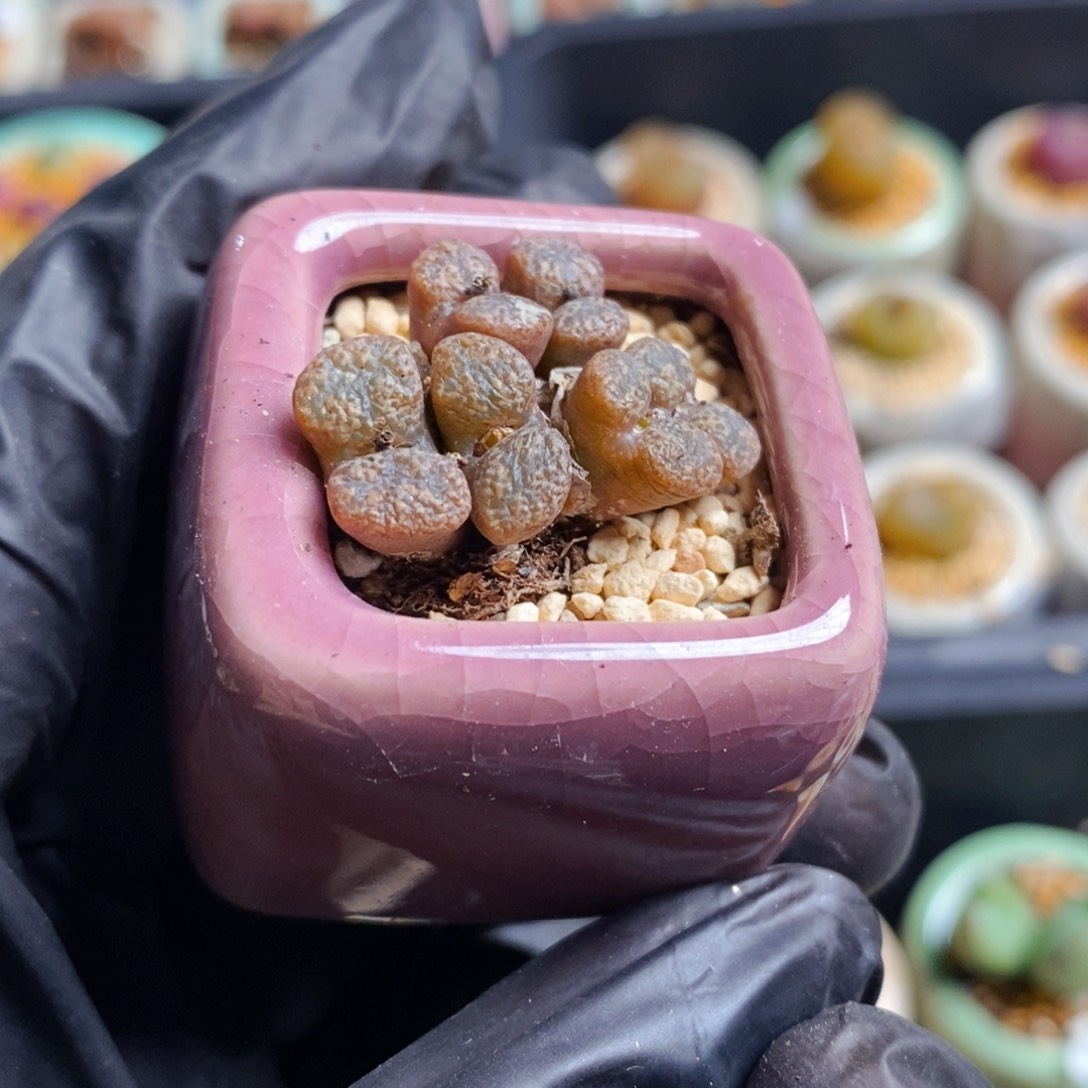 1948-一物一拍 带盆