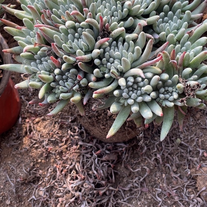 453号雪花多肉植物