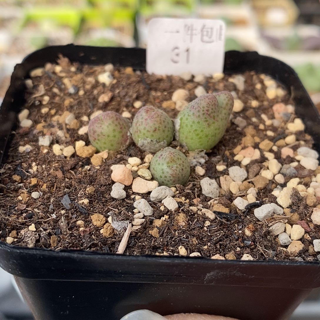 龙猫斑马四头3厘米多肉植物31号