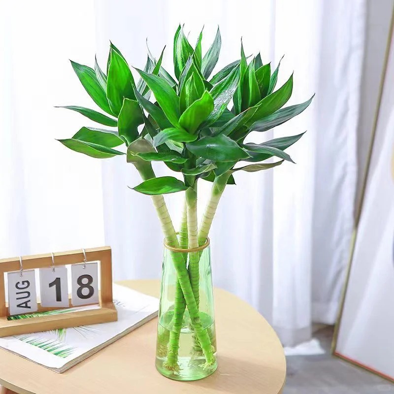 【源头优选】富贵竹-任意2单鲜花包邮 发货后不支持退款