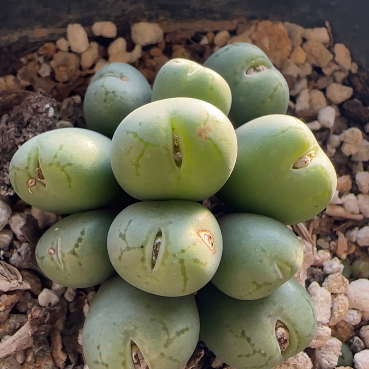 【闪购商品】21822