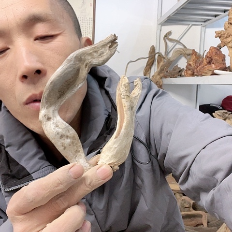 【闪购商品】柏木（崖柏）231