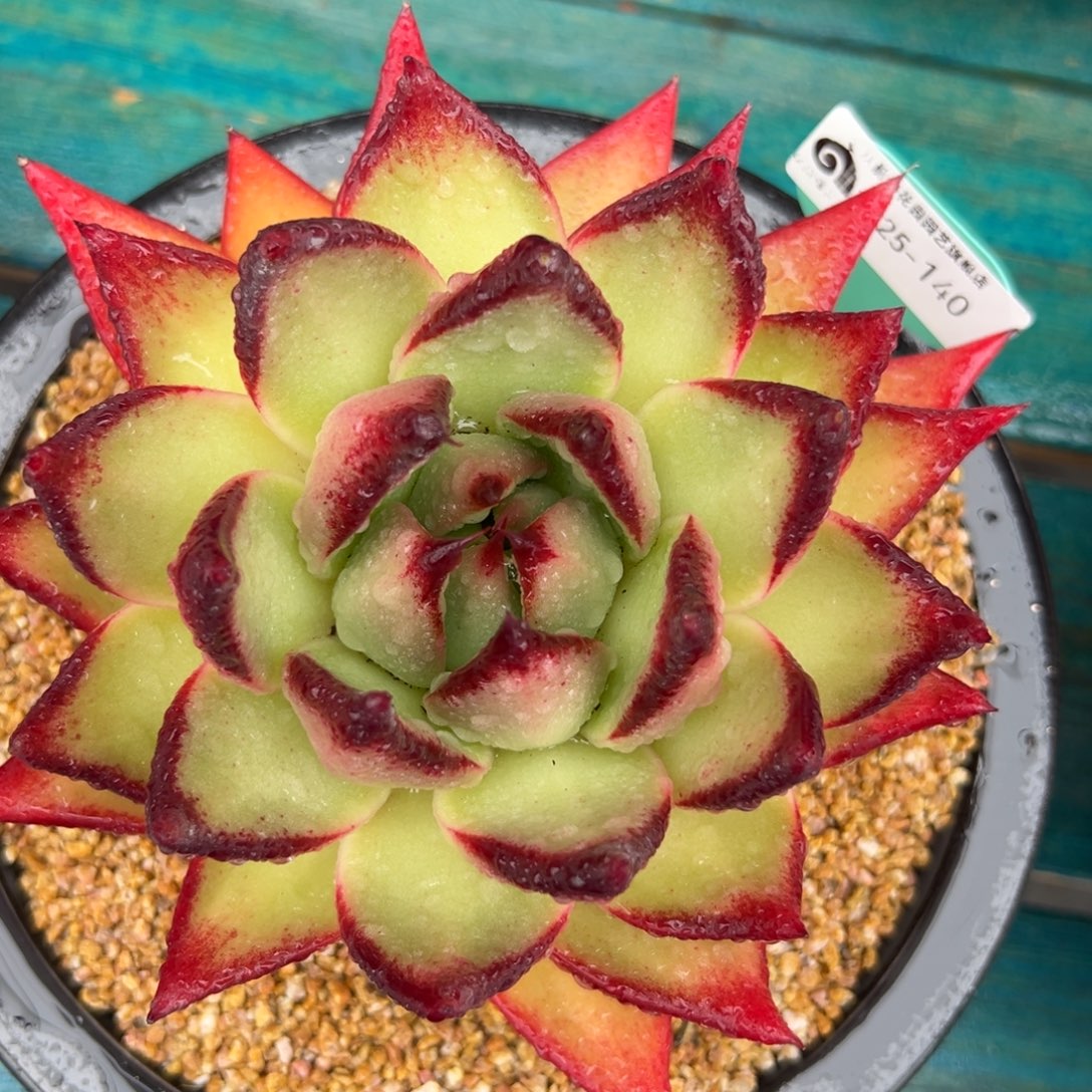 从前慢花园多肉编号1225-140