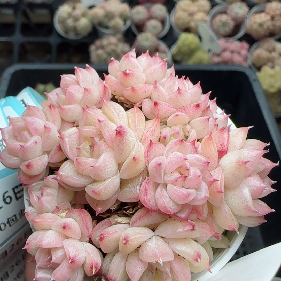 花语逸镜0226-427散