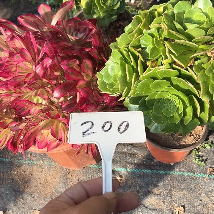 多肉植物组合2个