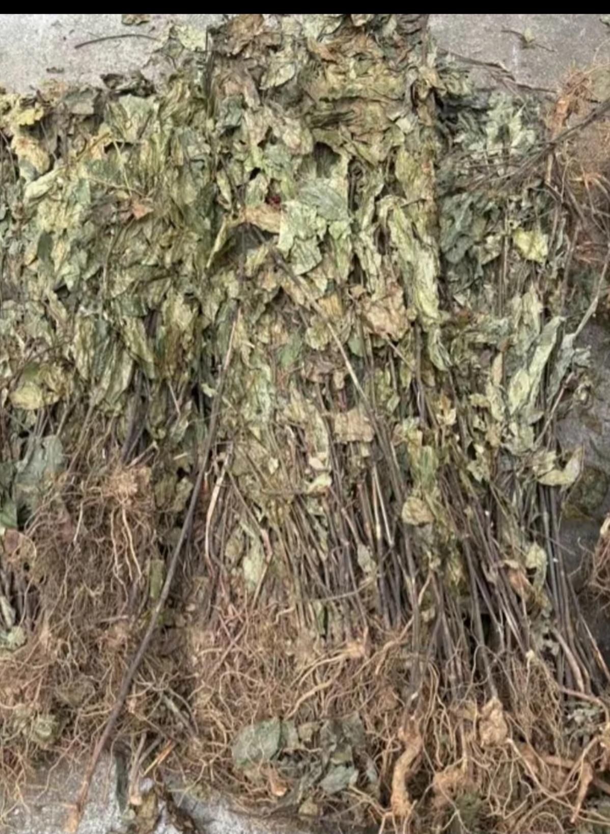 云南土特产   消、大、王 现收干货深山农产品 500g