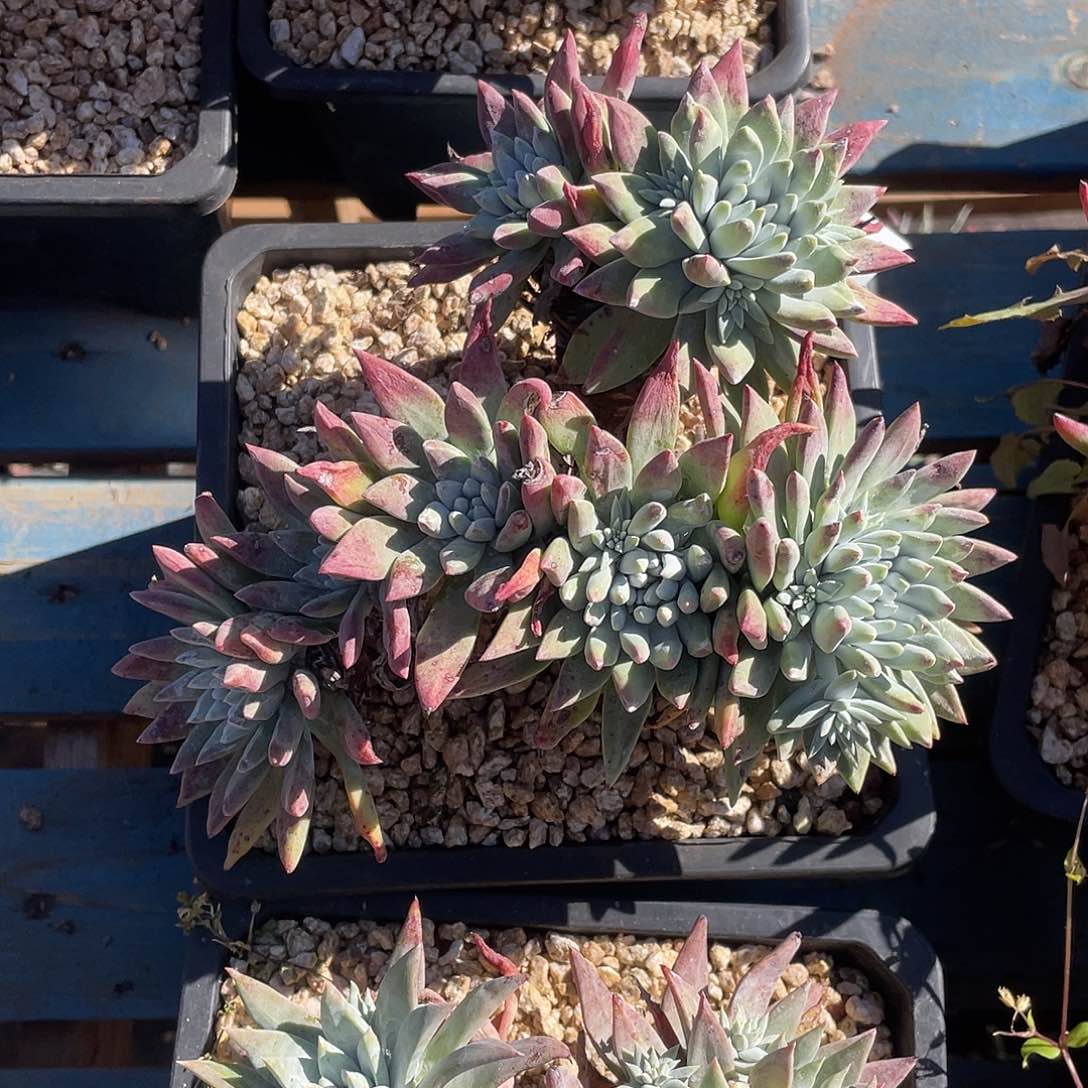 阿**子拇指杂交老桩10980