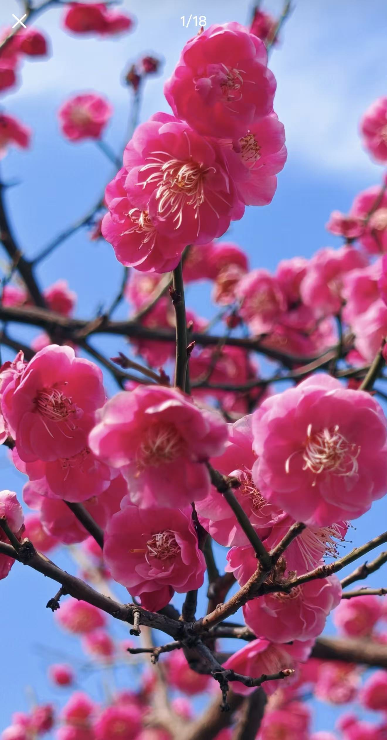 原生高杆红梅盆景树苗耐寒冬季开花庭院樱花别墅梅花绿植盆栽老桩