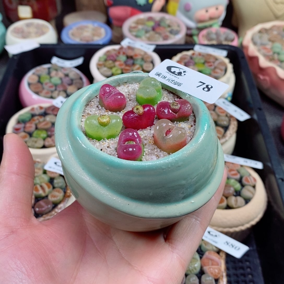 生石花花花花花花78