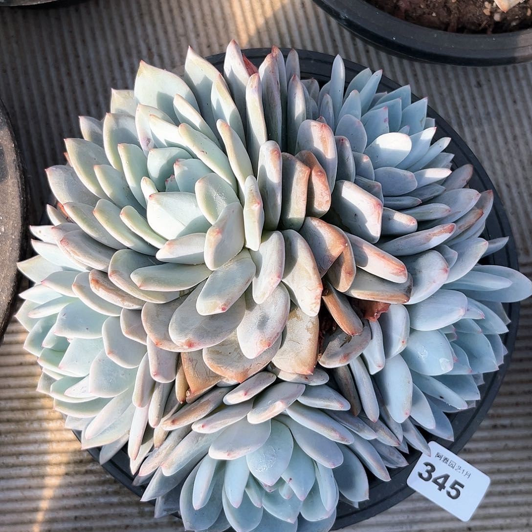 阿雅园艺。              345