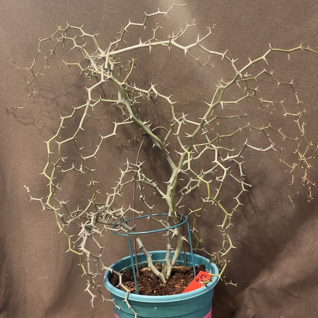 汤圆植物D44弯曲龙