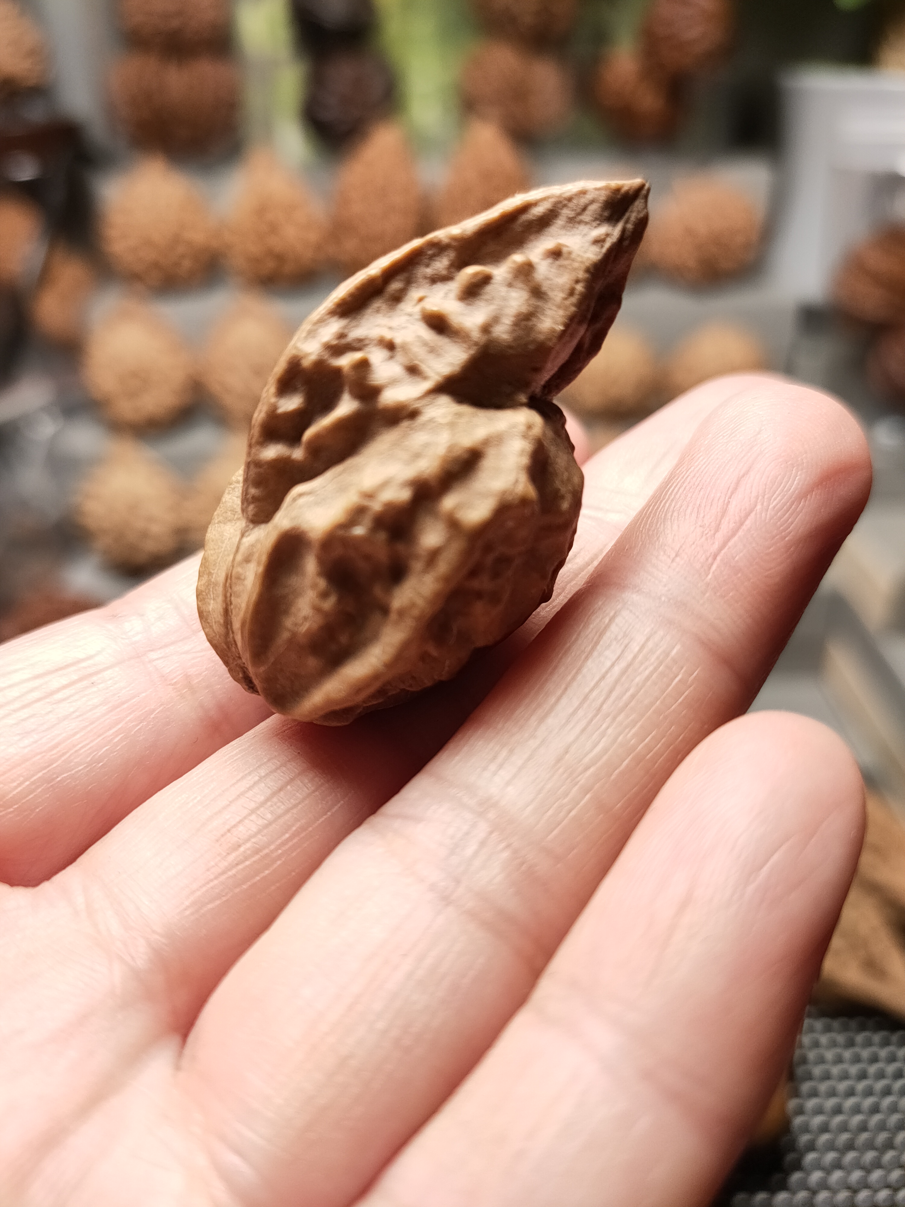 东北野生楸子麒麟兽异形