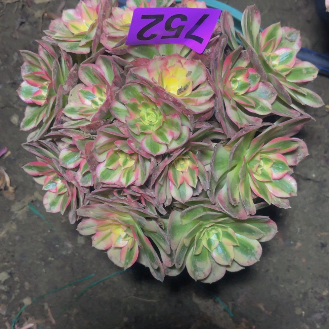 倾城法师14///46包邮