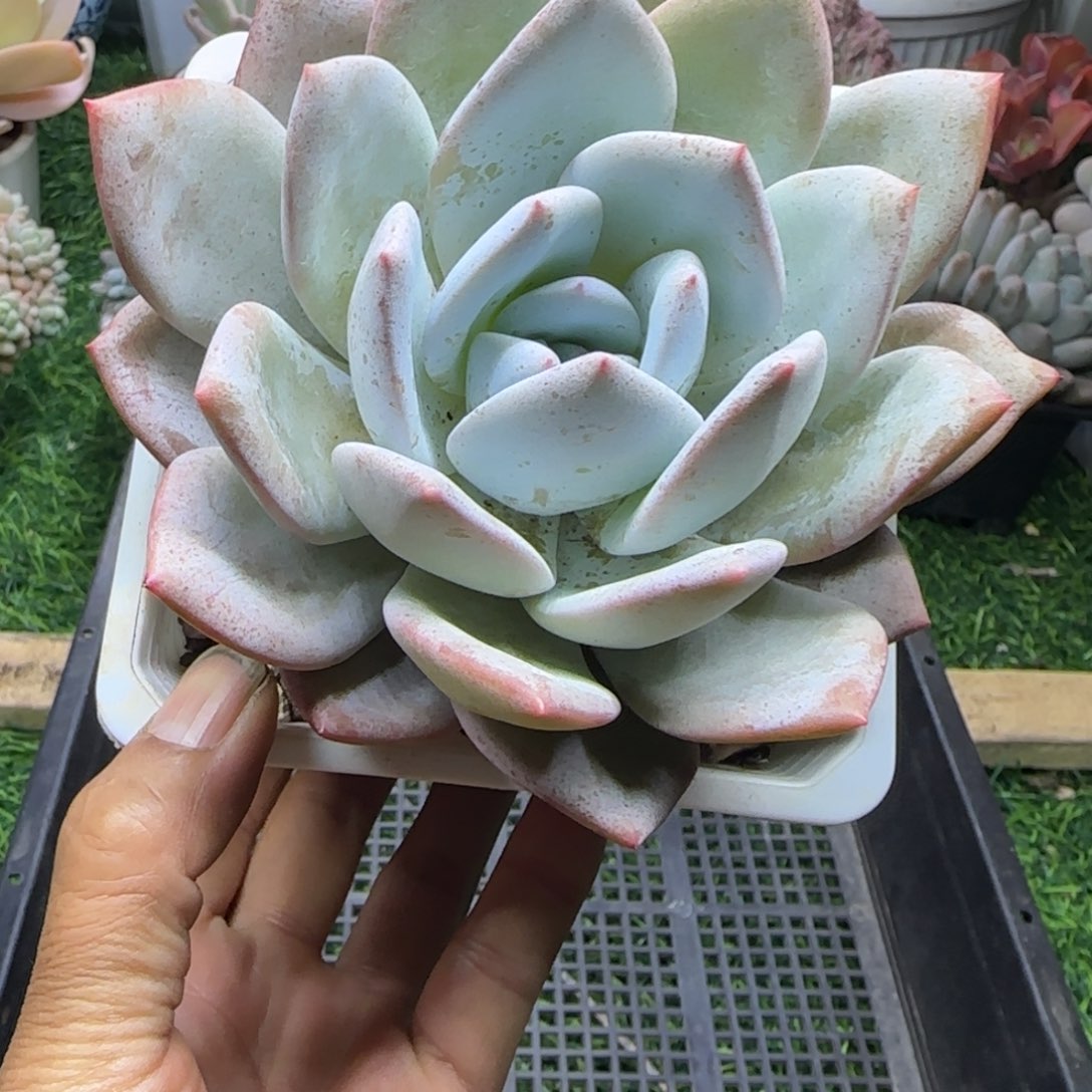 锦安精品多肉植物编号200
