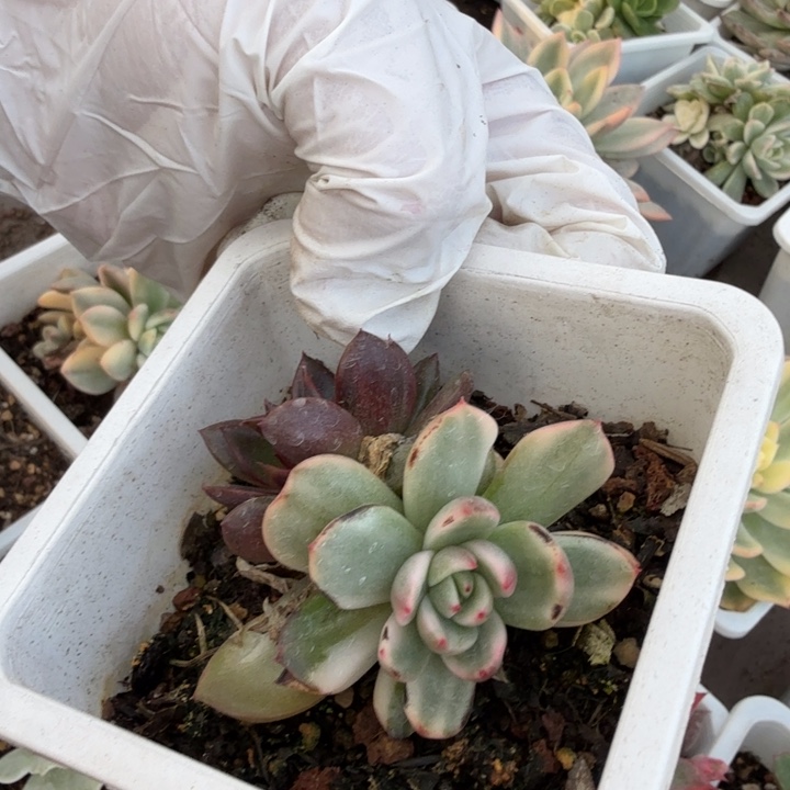 发光玫瑰锦多肉植物