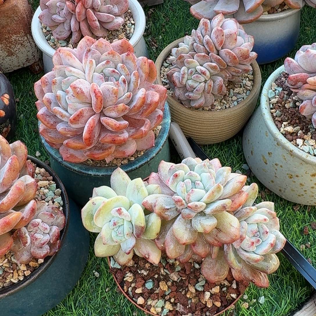 桔***了橙梦露石化一颗带盆